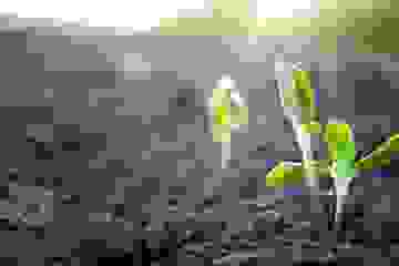 New shoot breaks through the soil and reaches for the sun