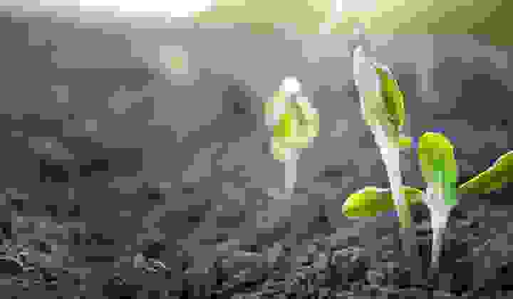 New shoot breaks through the soil and reaches for the sun